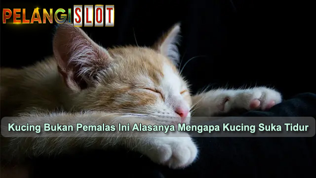 Kucing Bukan Pemalas Ini Alasanya Mengapa Kucing Suka Tidur