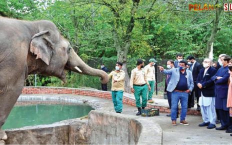 Kaavan Si Gajah Paling Kesepian di Dunia Dipindahkan dari Pakistan ke Kamboja