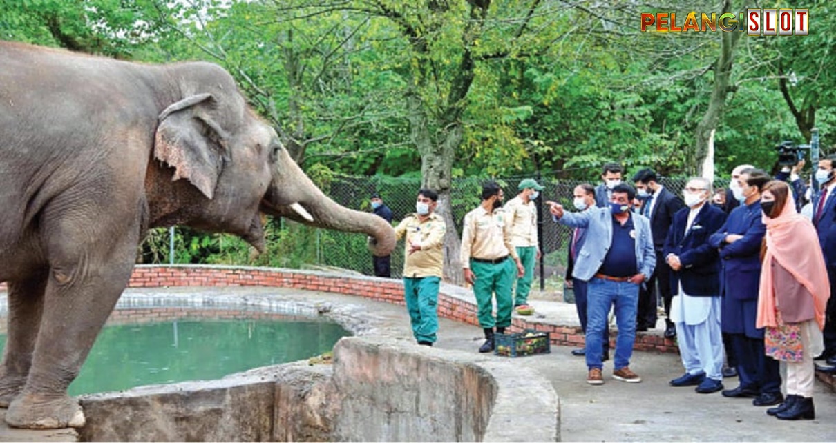 Kaavan Si Gajah Paling Kesepian di Dunia Dipindahkan dari Pakistan ke Kamboja