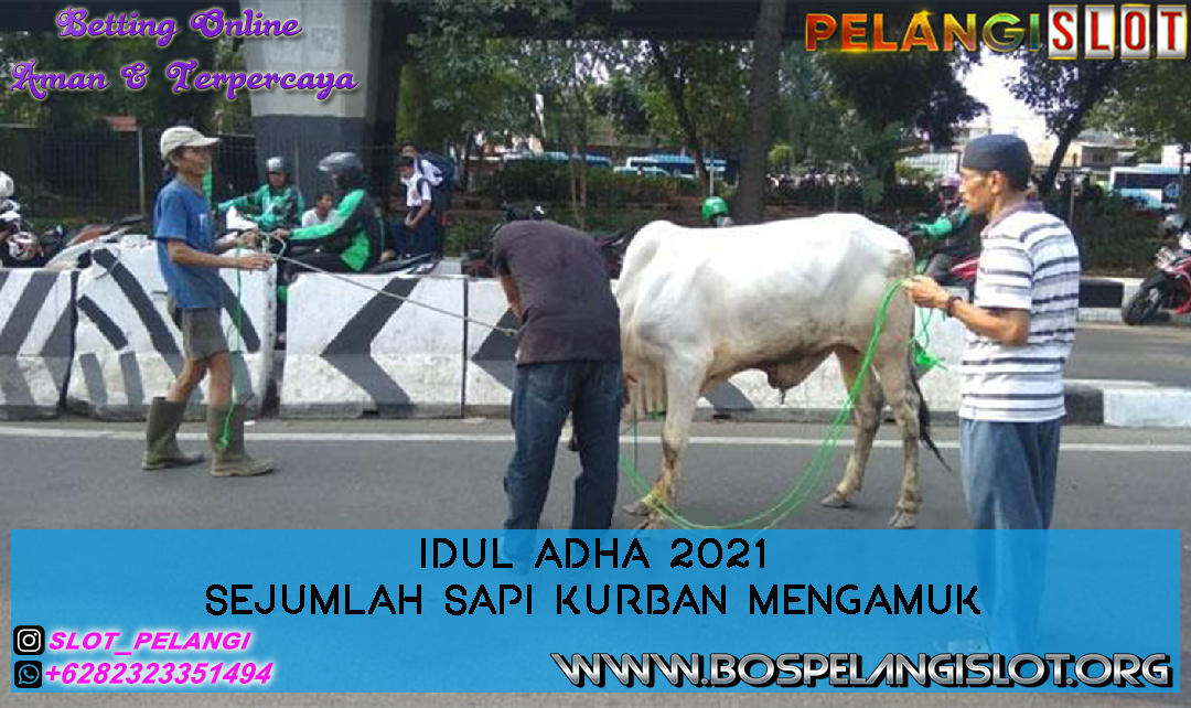 Idul Adha 2021 Sejumlah Sapi Kurban Mengamuk